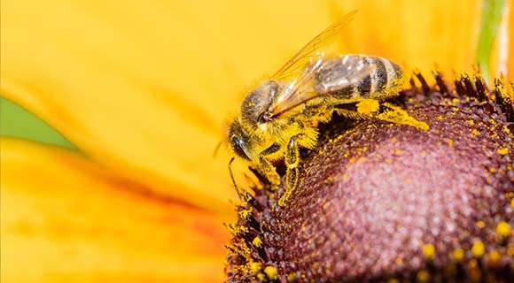 Bedeutung der Biene